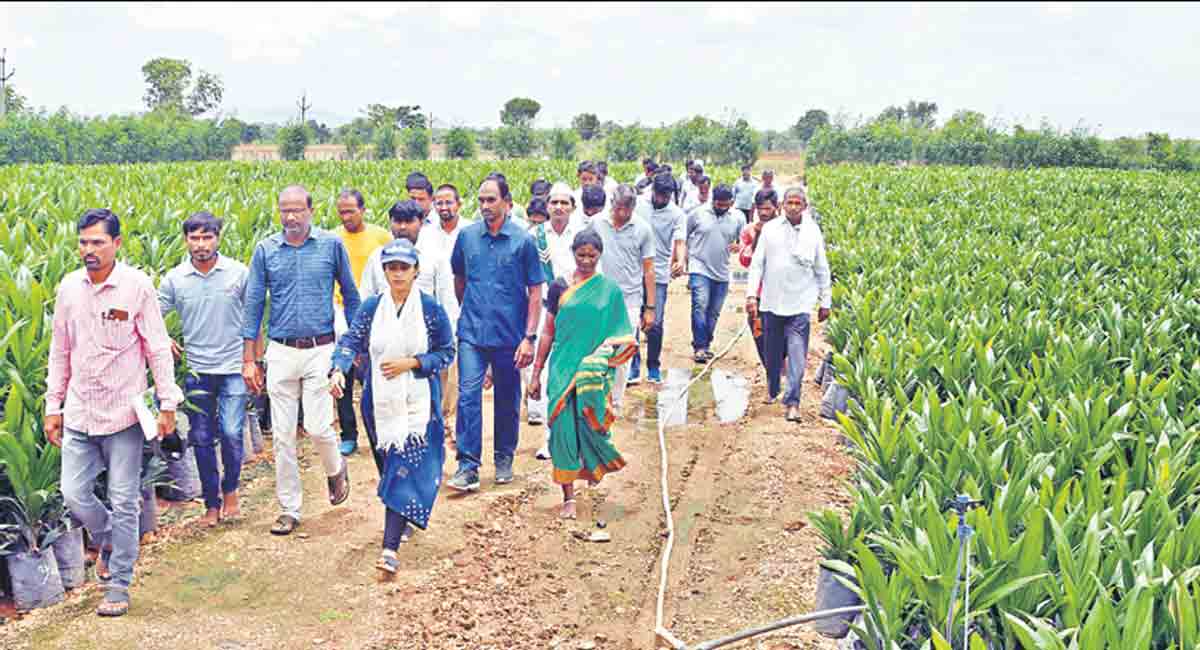 Adilabad: Follow expert advise, oil palm farmers told