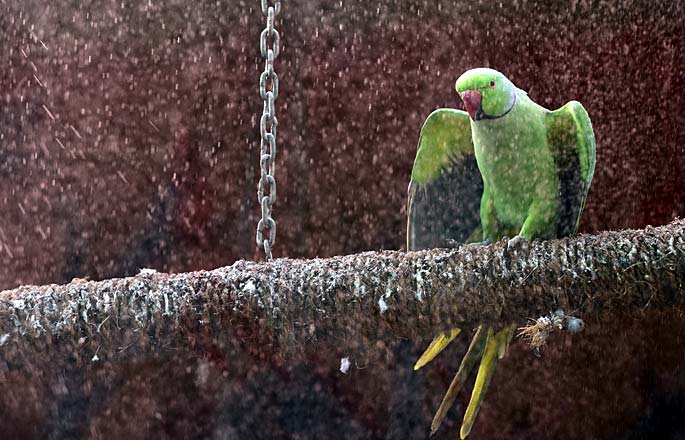 Karnataka family announces reward of Rs 50K for finding missing parrot