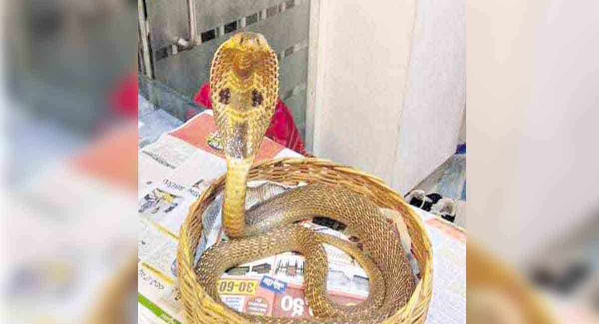 Animal welfare volunteers urge people to celebrate Naga Panchami with caution