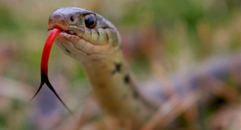 Five-year-old girl dies of snakebite in Hyderabad