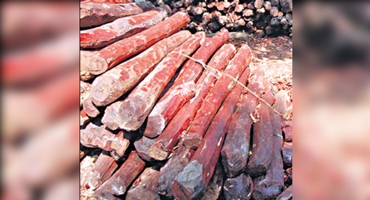 TSFDC working on long term plan to replace eucalyptus with sandalwood