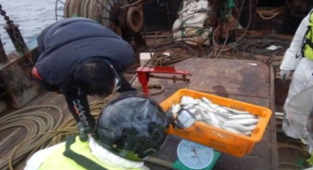 Chinese officials swabbing fish mouths, underside of crabs for Covid: Report