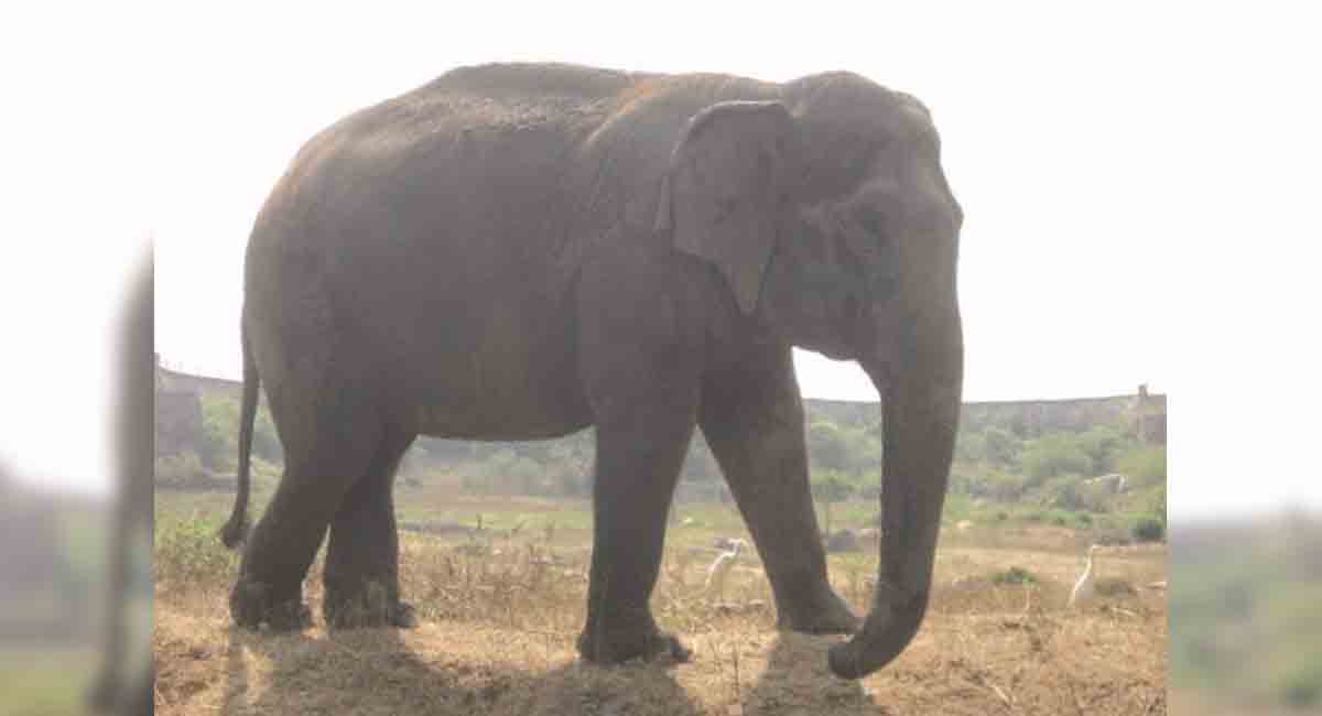 Kerala: Wild elephant falls into septic tank, dies