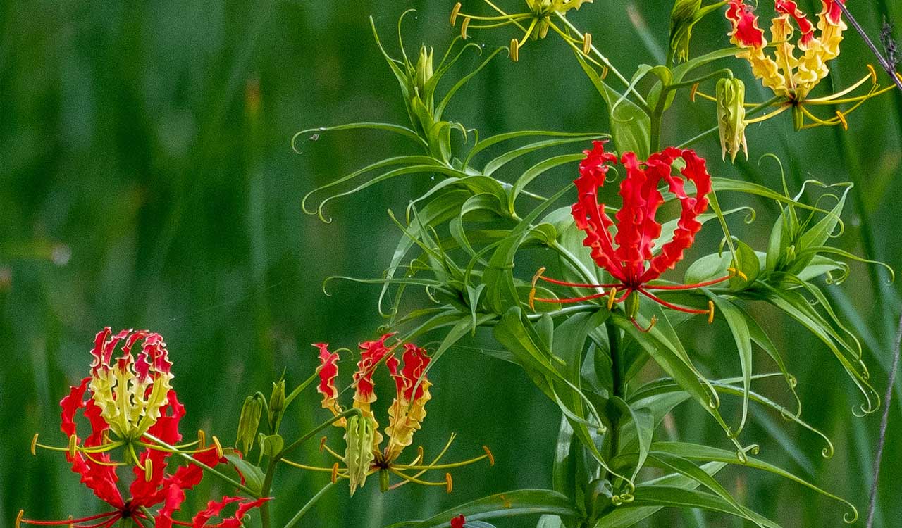 This flower mandatory in Ganesh festivities in Medak