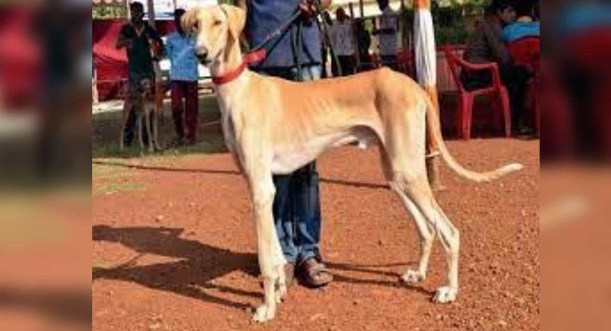 Karnataka’s Mudhol hounds join SPG squad for PM’s protection