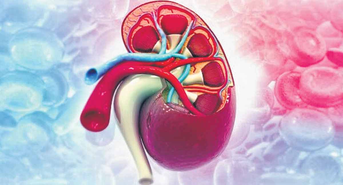 Understand the function of kidney