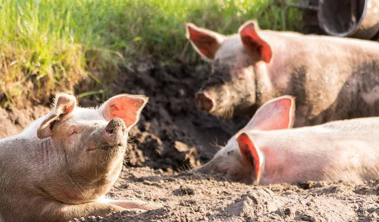 MP: More than 2,000 pigs die of African swine fever in Rewa in 2 weeks