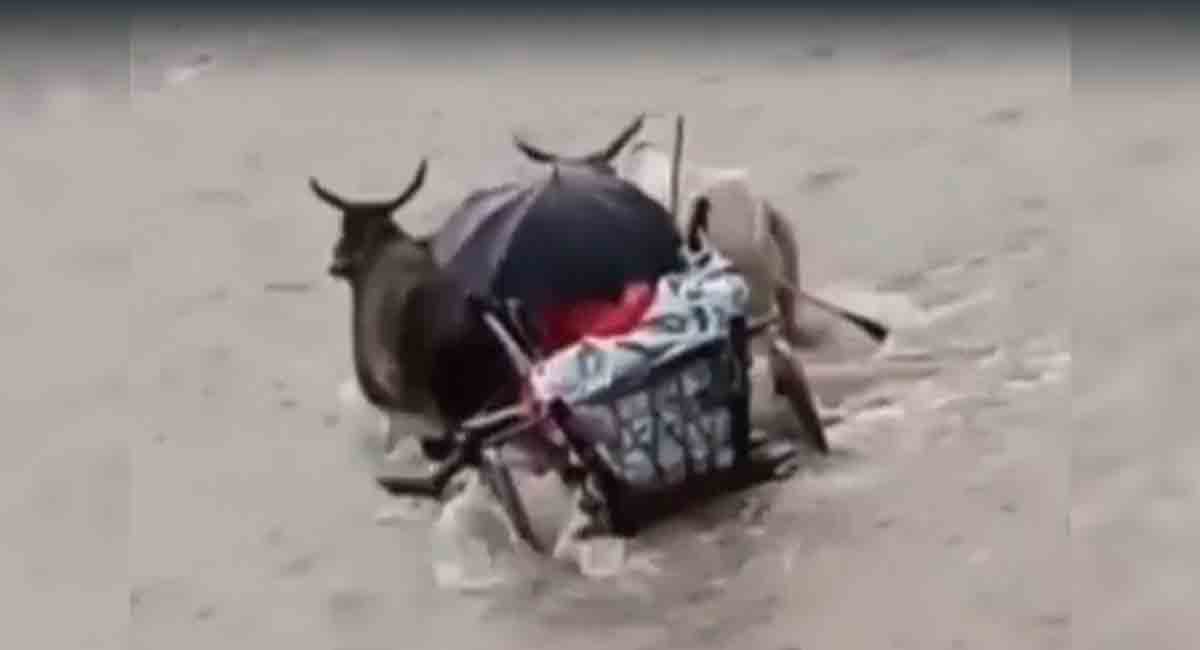 MP: Man crosses river on bullock cart to take ailing wife to hospital