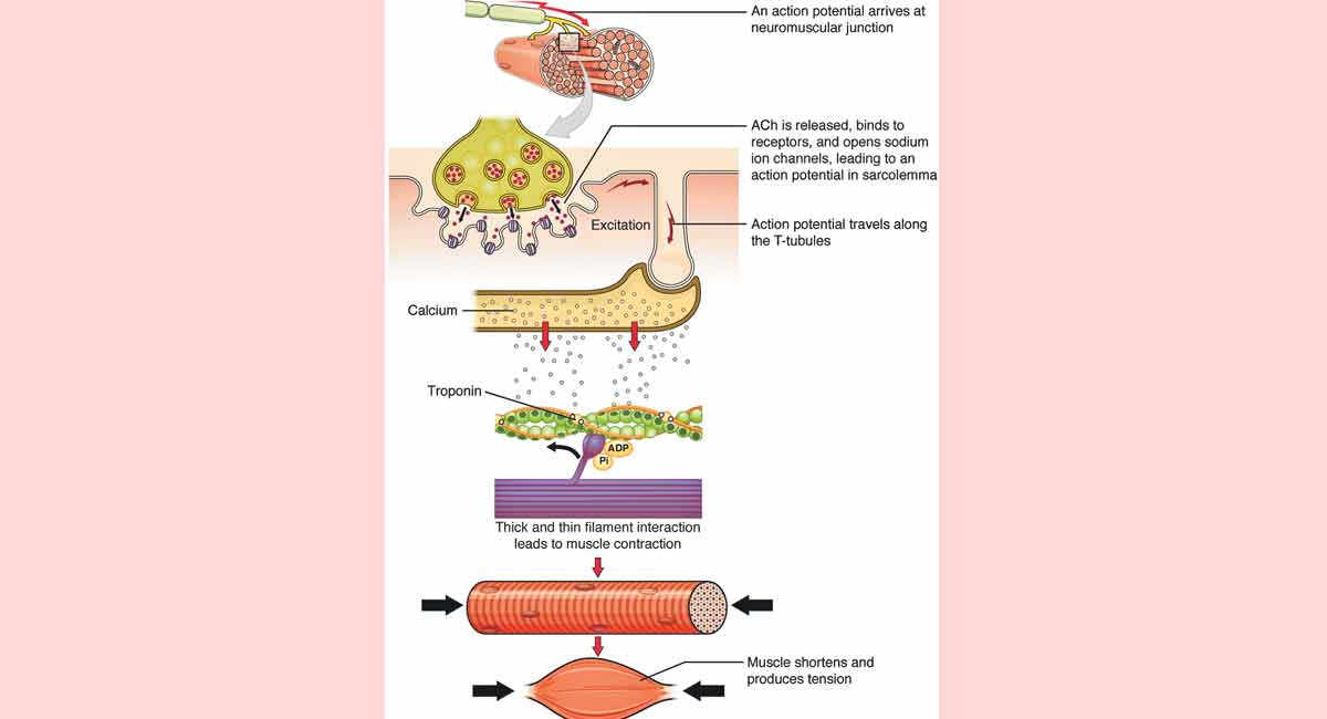 This is how muscles contract