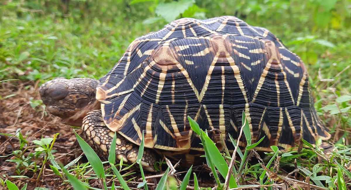 OU research report proves Telangana is home to rich diversity of amphibians and reptiles
