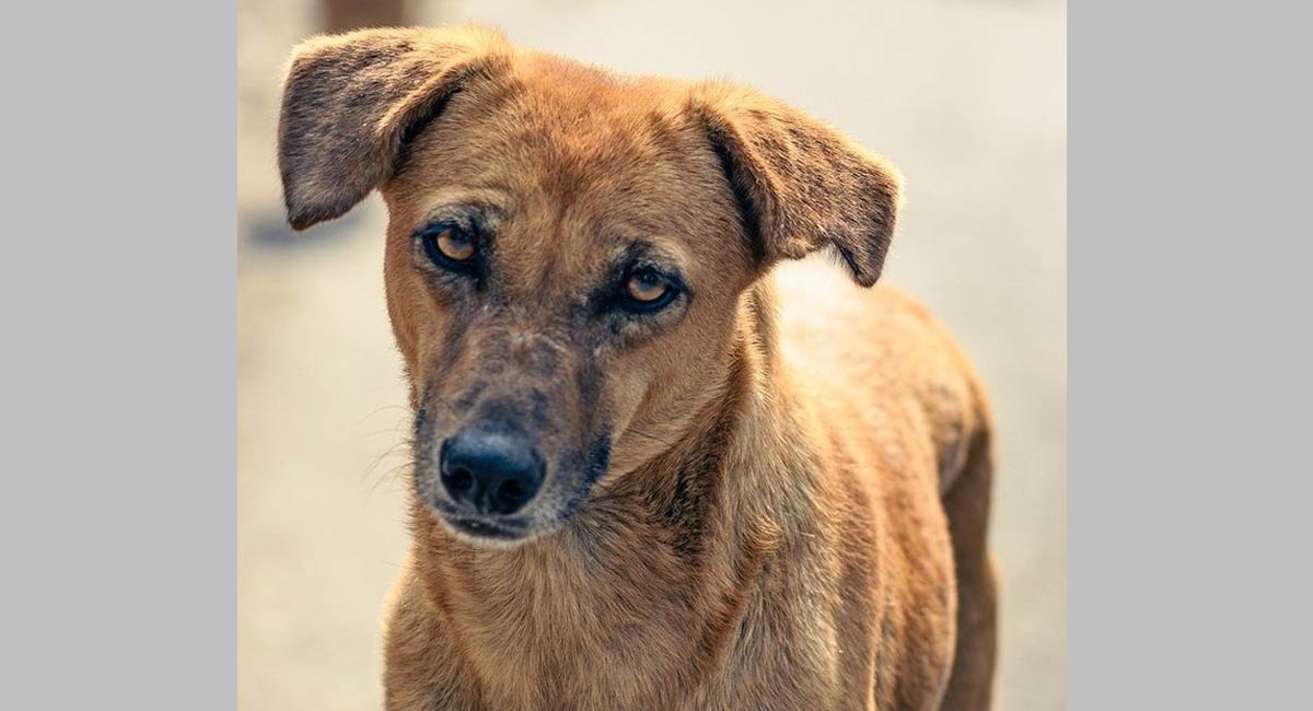 PETA seeks ban on dog breeds used for fighting