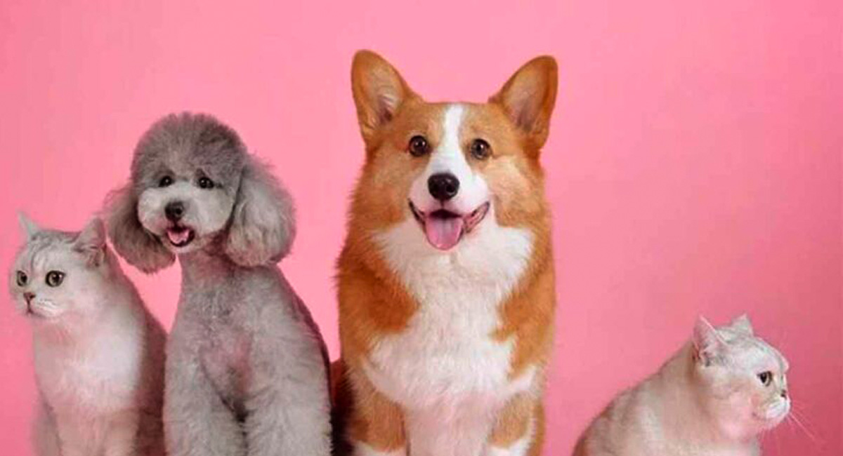 Buying health cover for their pets on the rise