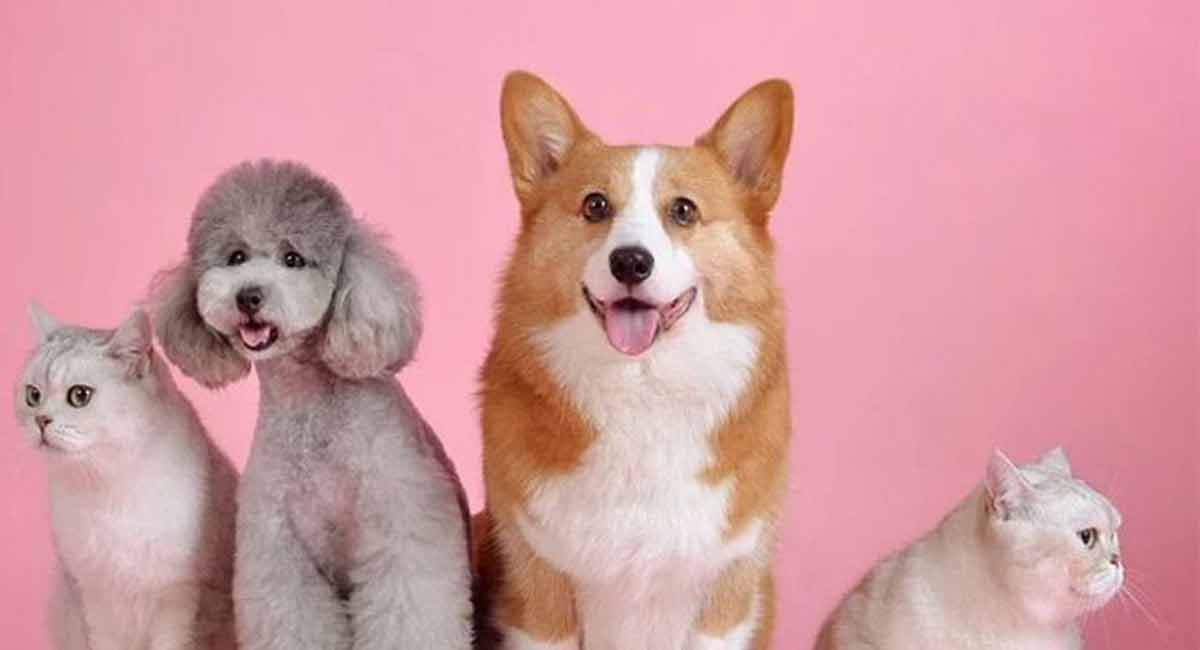 Pets must be isolated from people infected with monkeypox: WHO