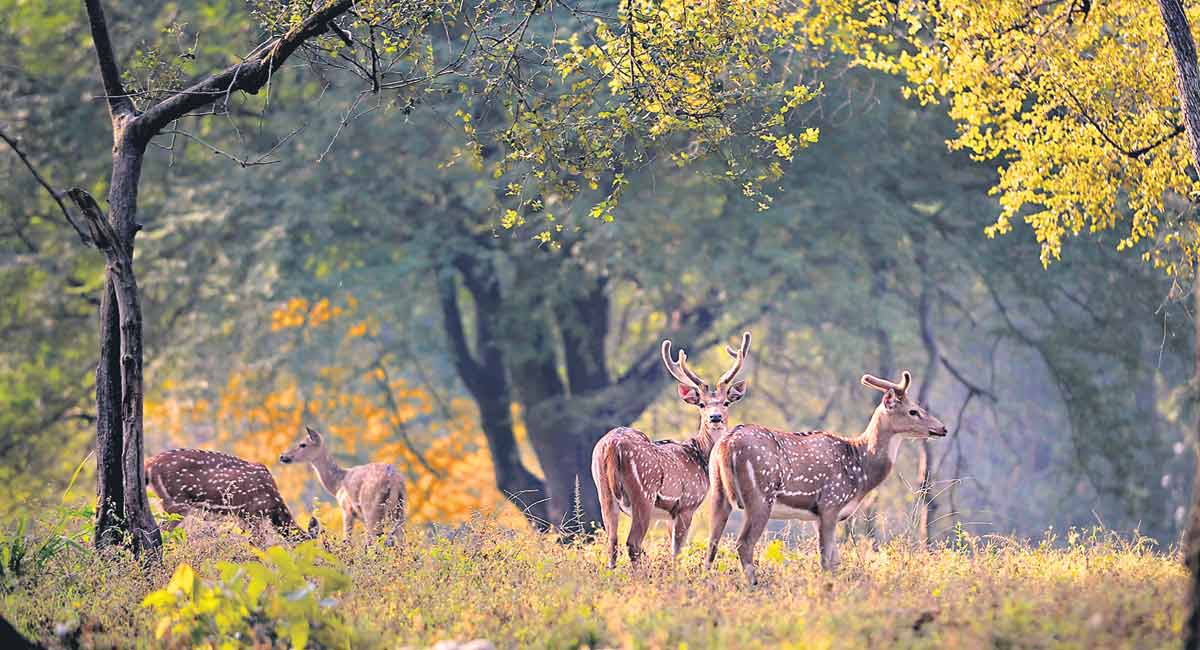 Pulse of the country-Telangana Today