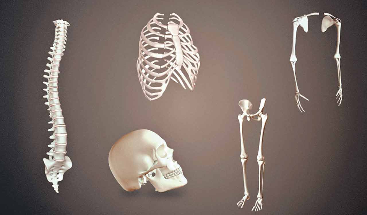 All about the skeletal system