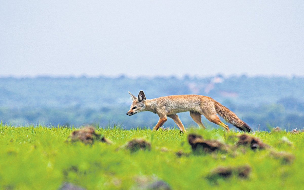 Young photographers join hands to create awareness on Telangana’s grasslands