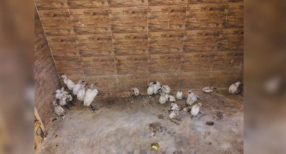Telangana: AWCS rescues 35 Egret chicks at Mallampet