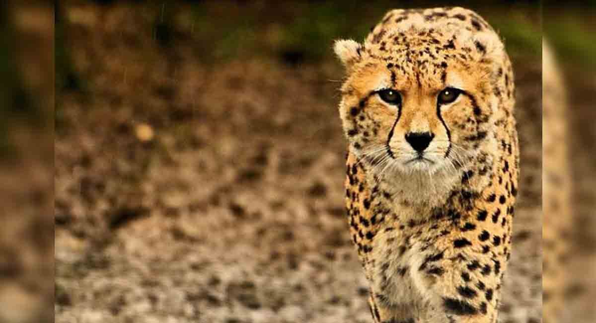 Here’s how you can watch Google 3D animals at home