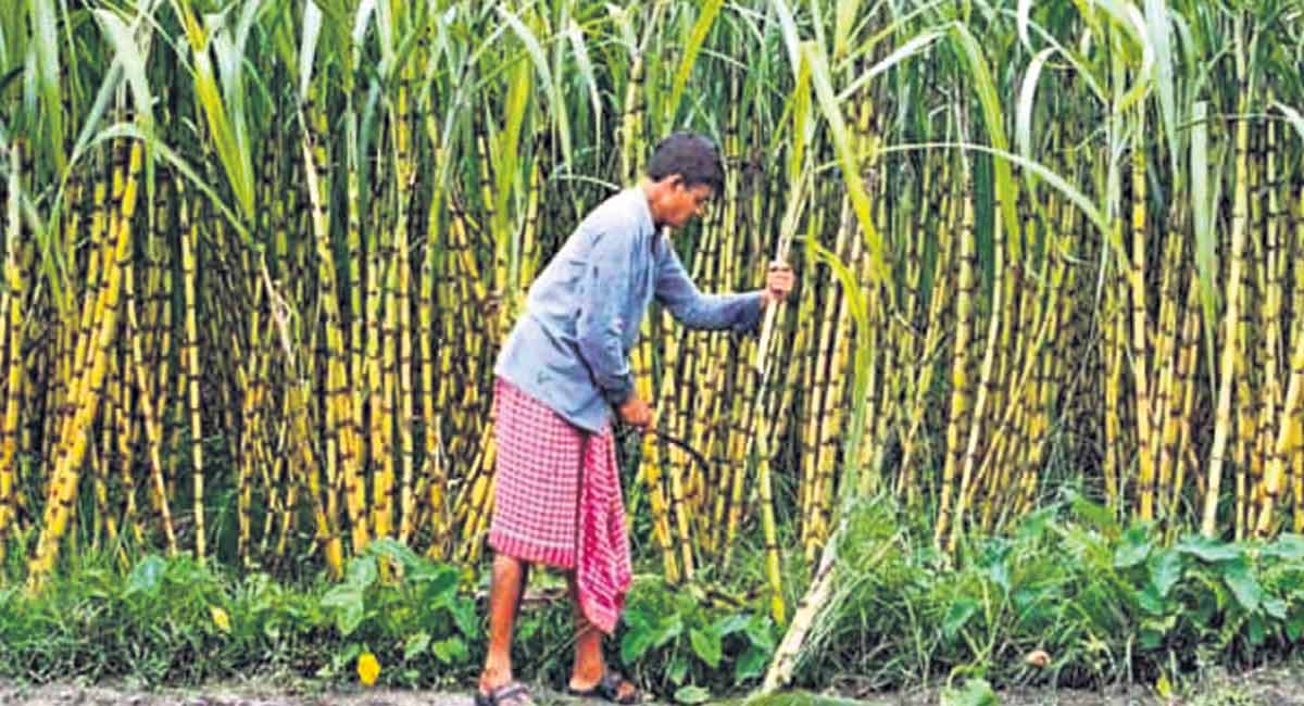 Details about crop seasons and farming