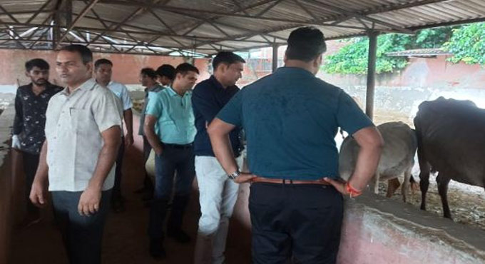 Indigenous vaccine launched to protect livestock from Lumpy Skin disease