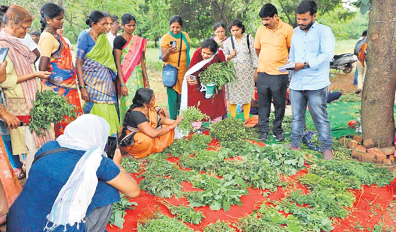 ‘Greens festival’ at Zaheerabad