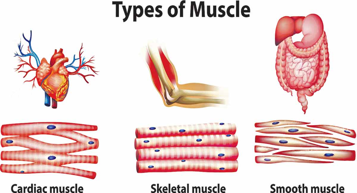 Know all about muscle structure