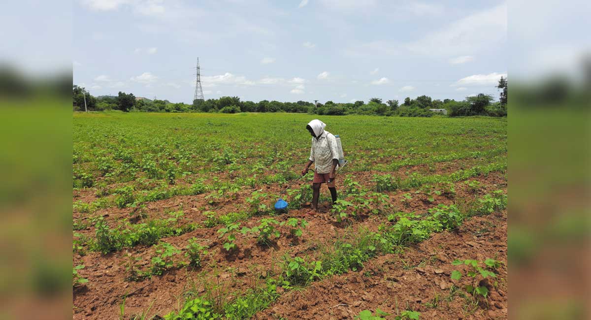 Incessant rains dampen hopes of cotton farmers in Karimnagar