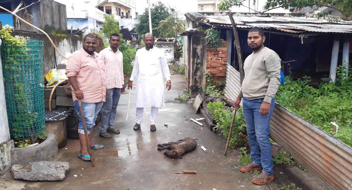 Four arrested for killing stray dog in Karimnagar