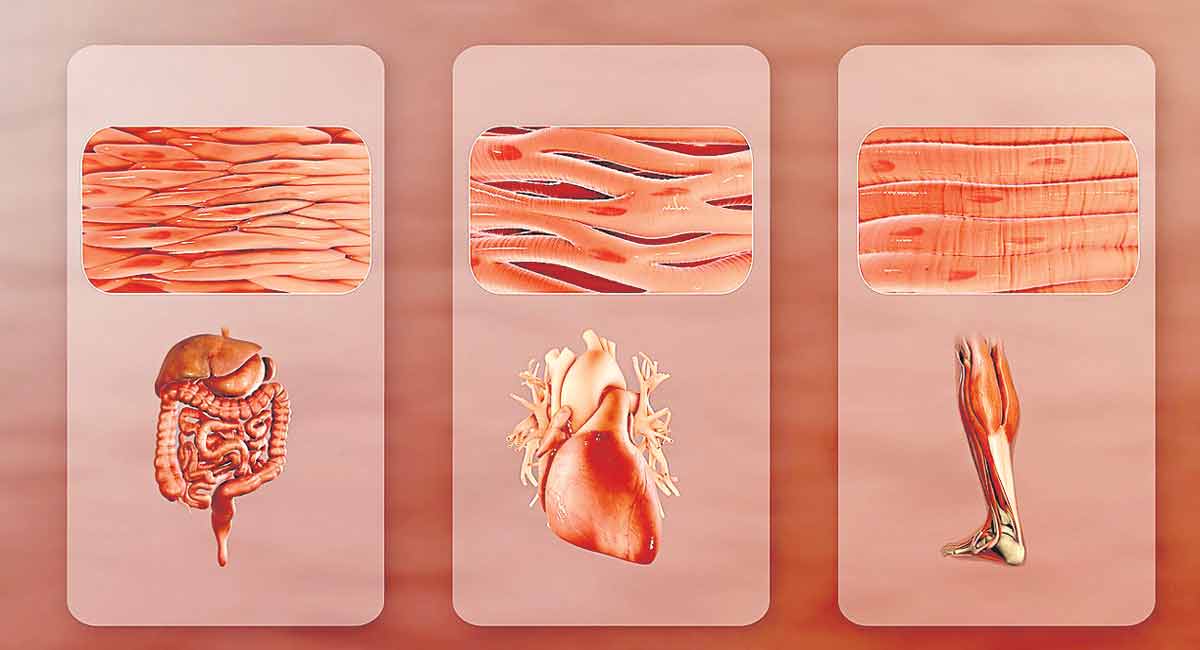 Understanding muscles and their properties
