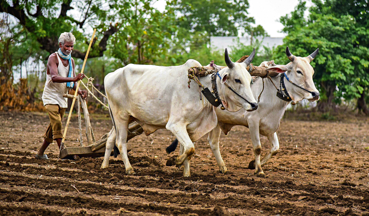 Opinion: Agriculture can enable regional unity-Telangana Today