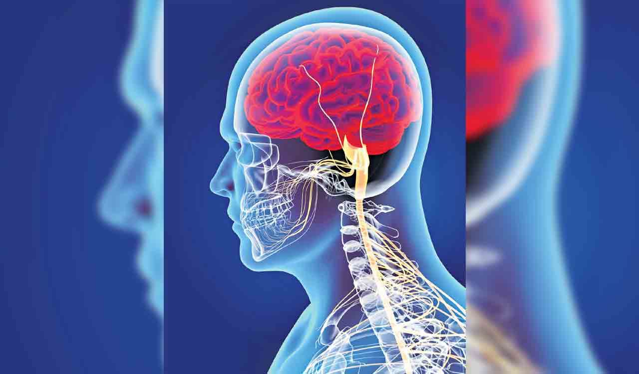 Learn how the central neural system works