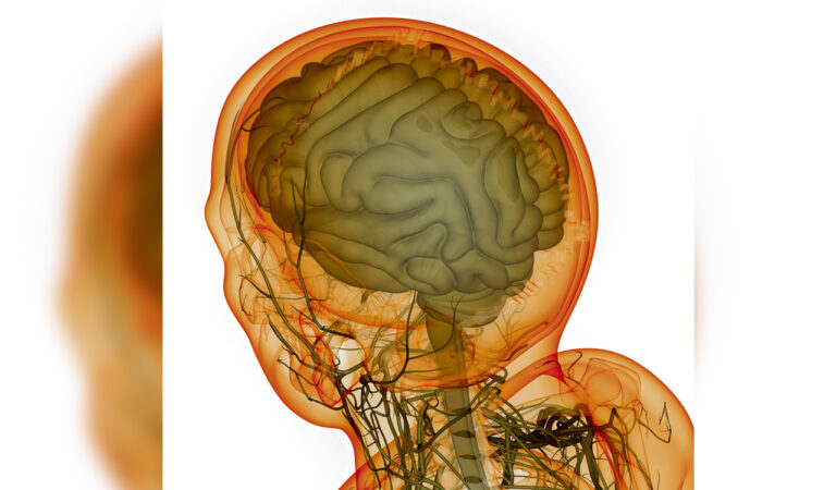 Brain