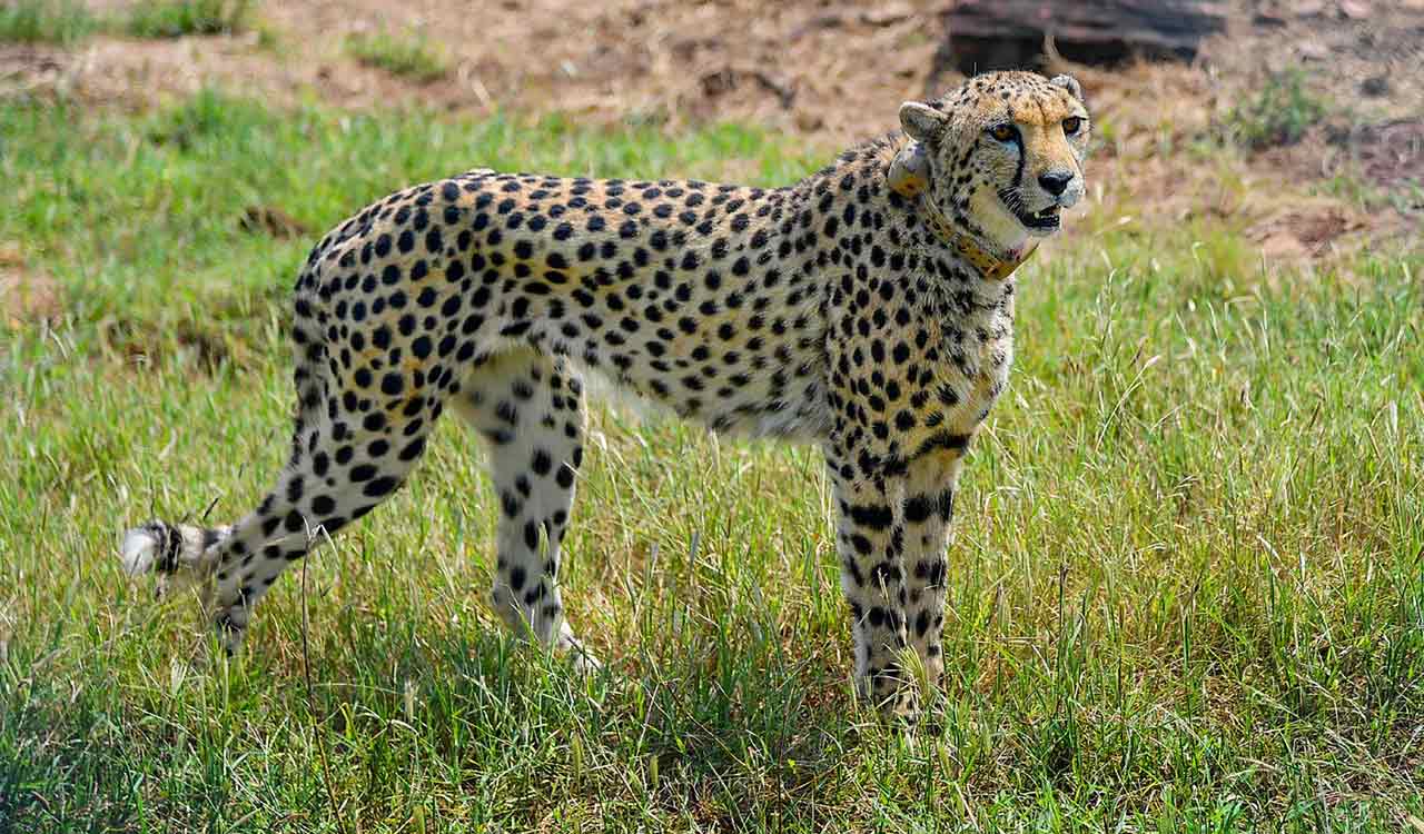 Cheetah translocation project started way back in 2009: Congress
