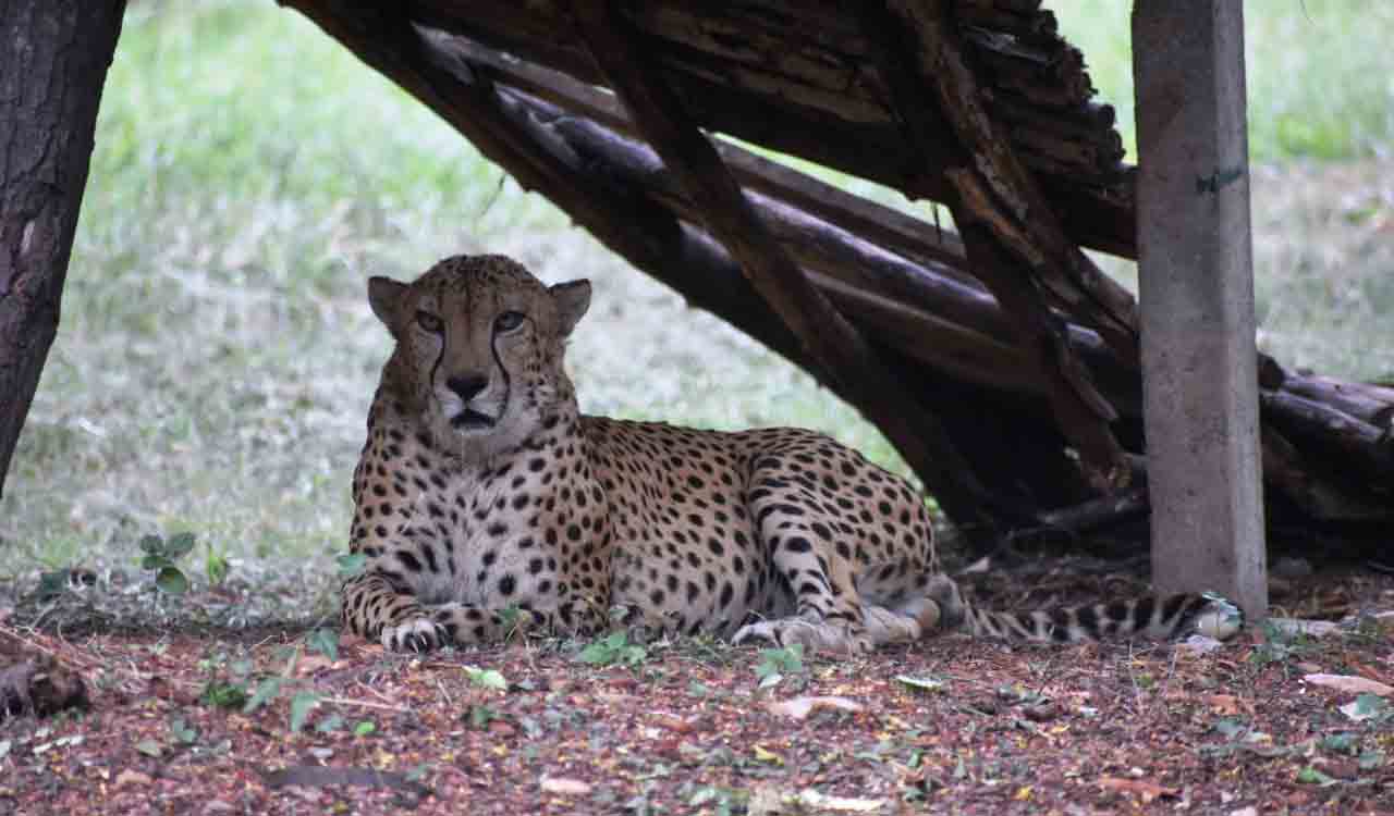 Cheetahs at Kuno may return to enclosures for examination, say officials