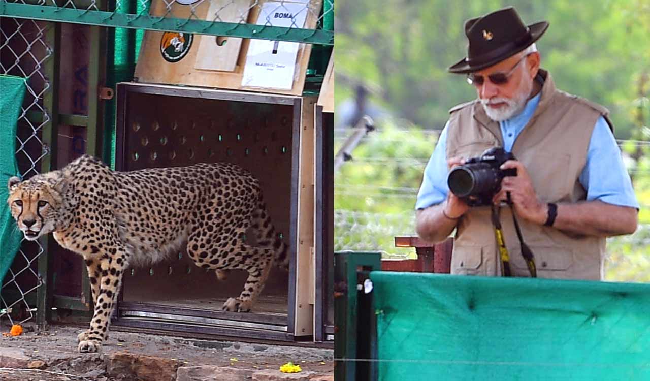 Credit war breaks out on Cheetahs, Congress says Modi not stating facts