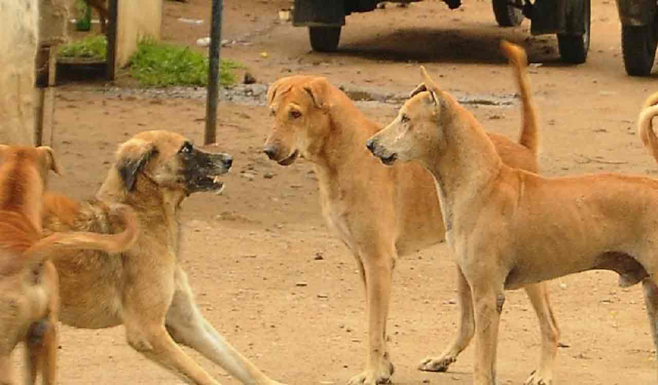 Delhi: Civic body urges citizens to register pets after rise in dog bite cases