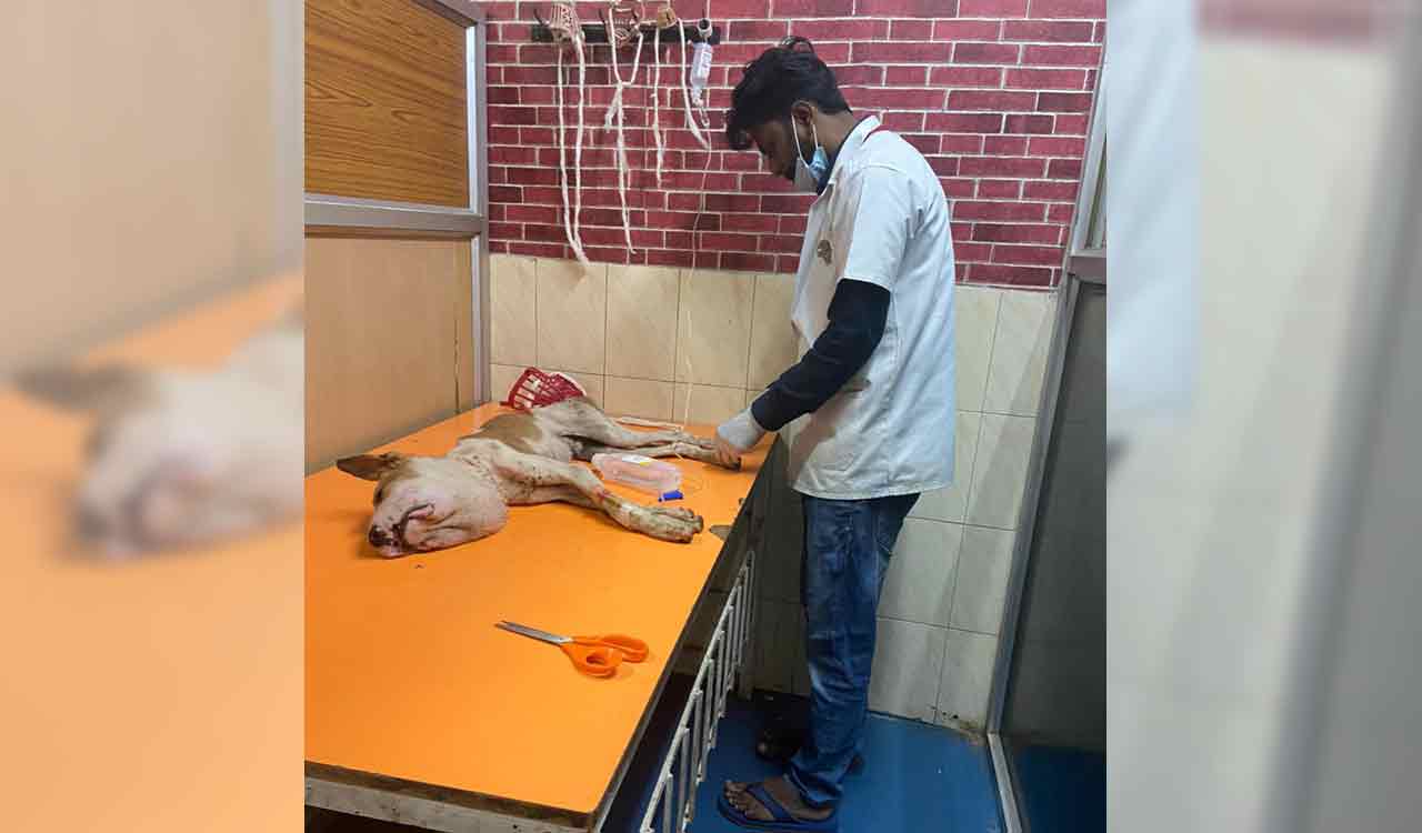 Sangareddy: Animal Warriors travel 150 km to rescue stray dog