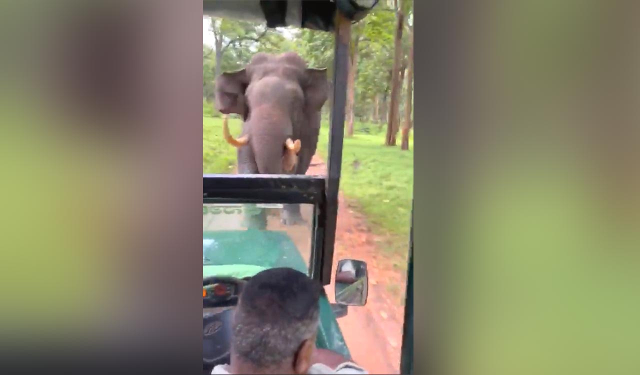 Elephant attacks safari jeep, driver’s quick-thinking saves the day