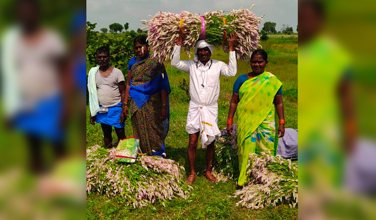 Flower trail: Medak people cross border to get Gunuguu Puvvu from Karnataka