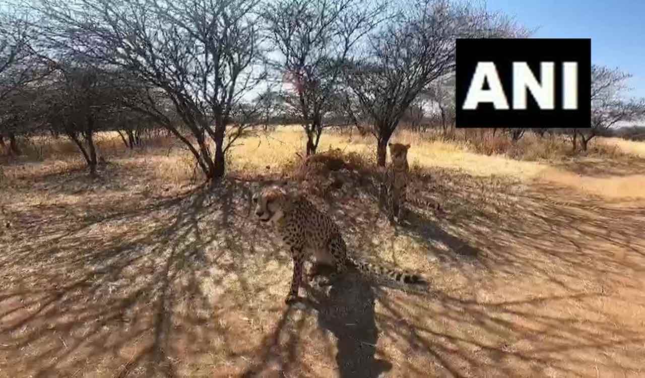 India all set to welcome cheetahs after 7 long decades of extinction