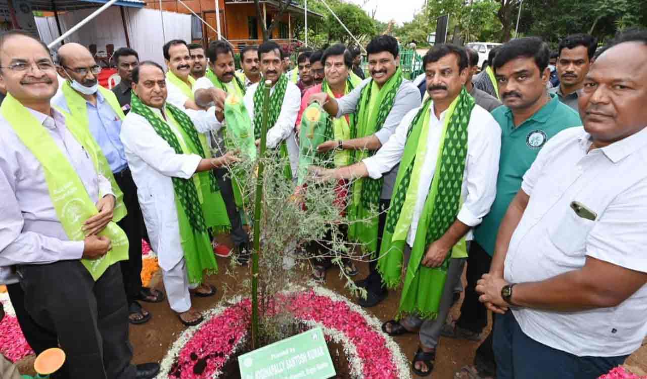 Telangana: Over 1 lakh Jammi saplings to be planted ahead of Dasara