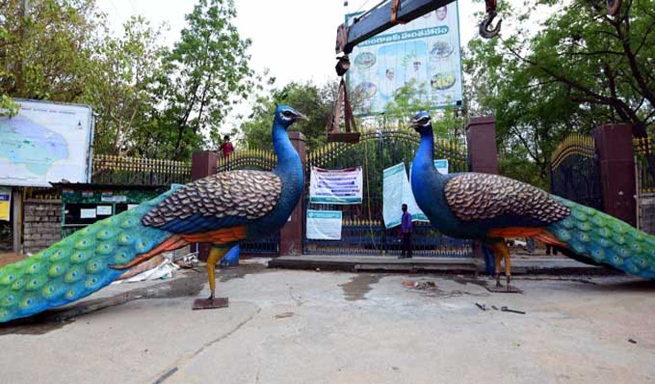 KTR asks KBR Park authorities to allow children take peacock feathers ...