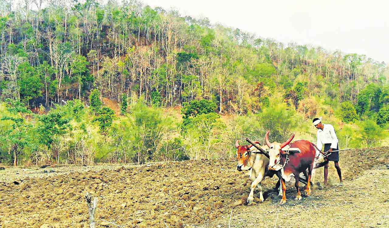 Telangana: 8 lakh acres of Podu land earmarked for allotment