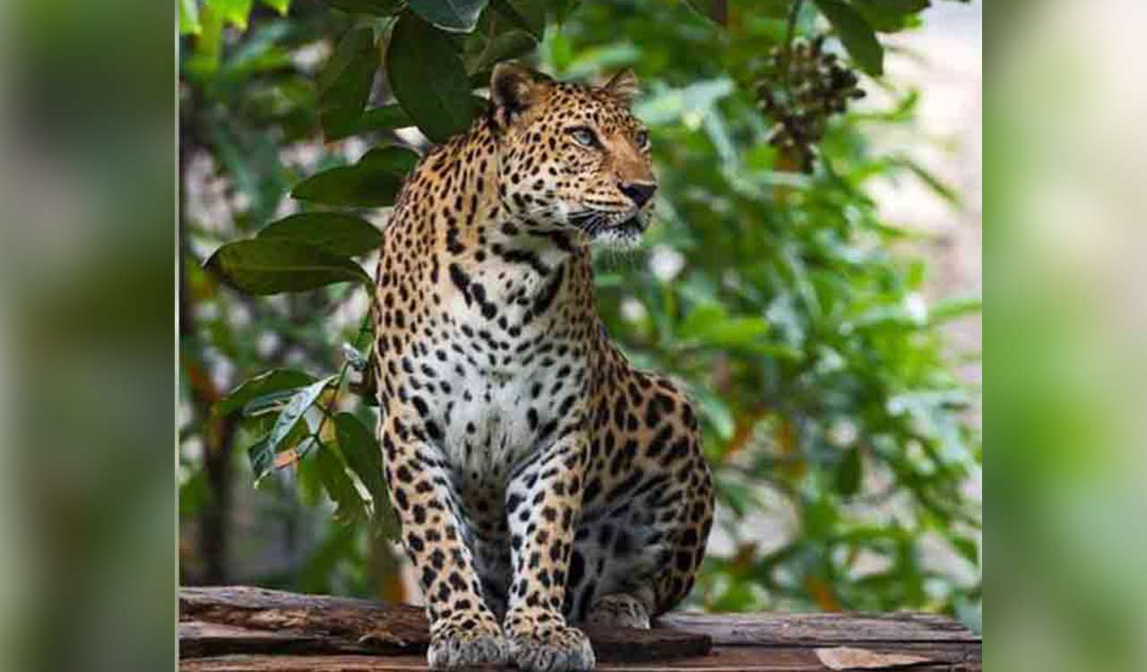 Leopard run over by speeding vehicle in Telangana