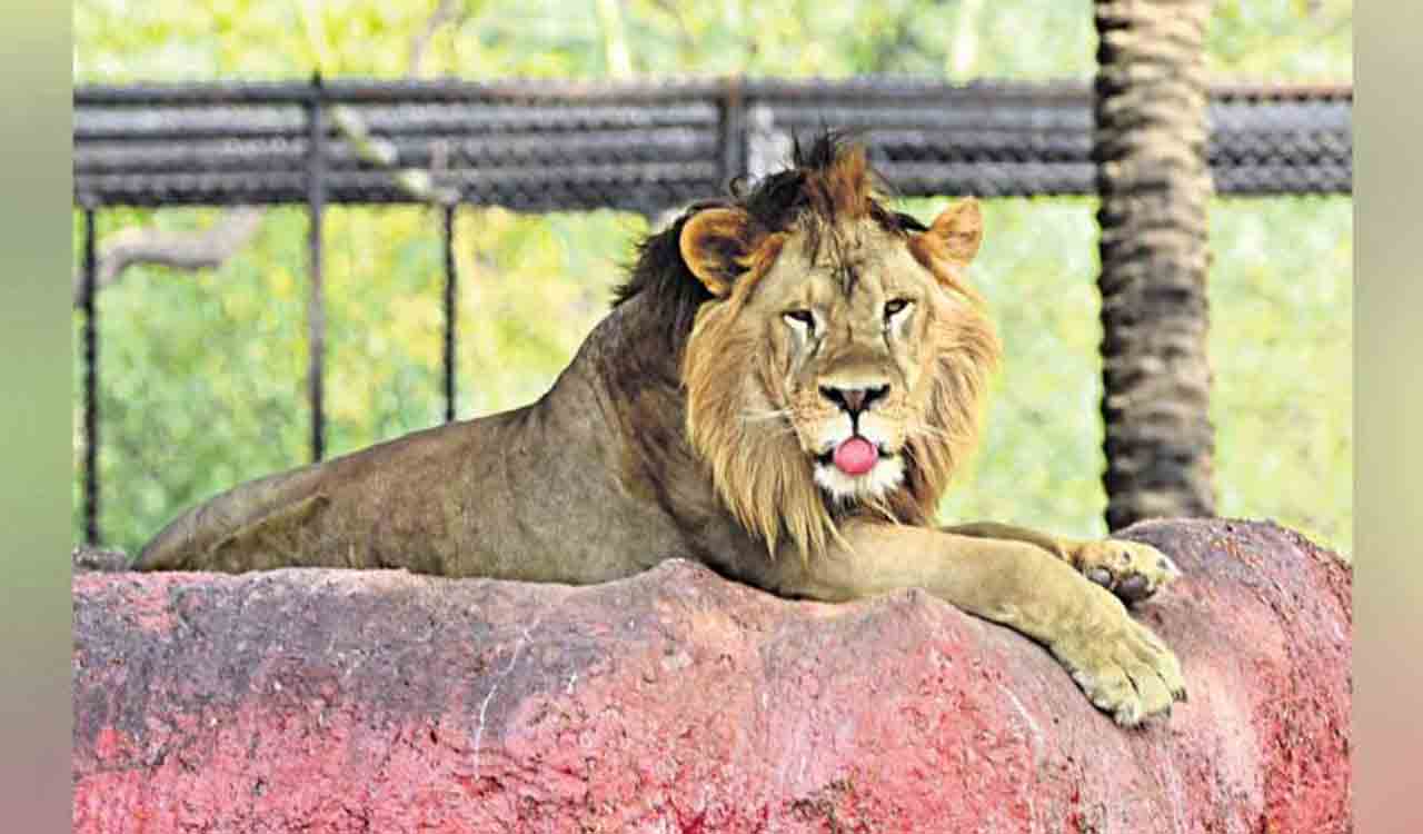 Hyderabad: Lions are healthy, clarifies Nehru Zoo Park after visitor raises concern