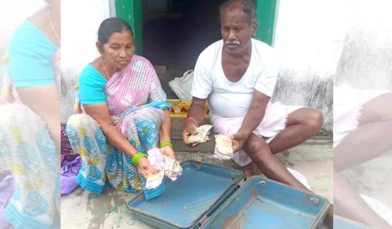 Telangana: Elderly mason loses life savings as termites destroy Rs 1.5 lakh