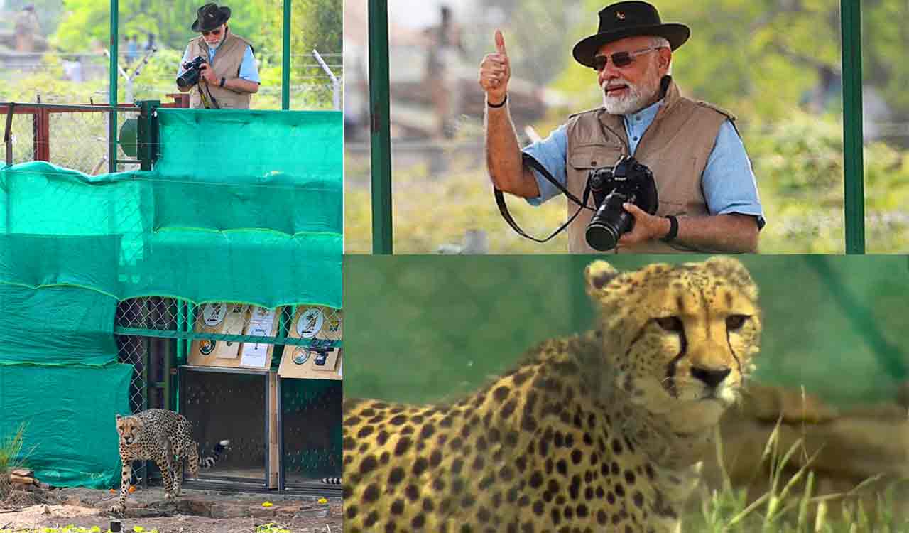 Modi releases cheetahs in special enclosure at Kuno National Park in MP