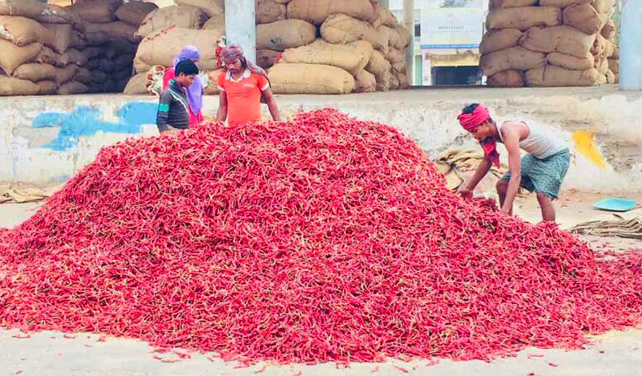 Red chilli sold at record price of Rs 90,000 per quintal in Warangal