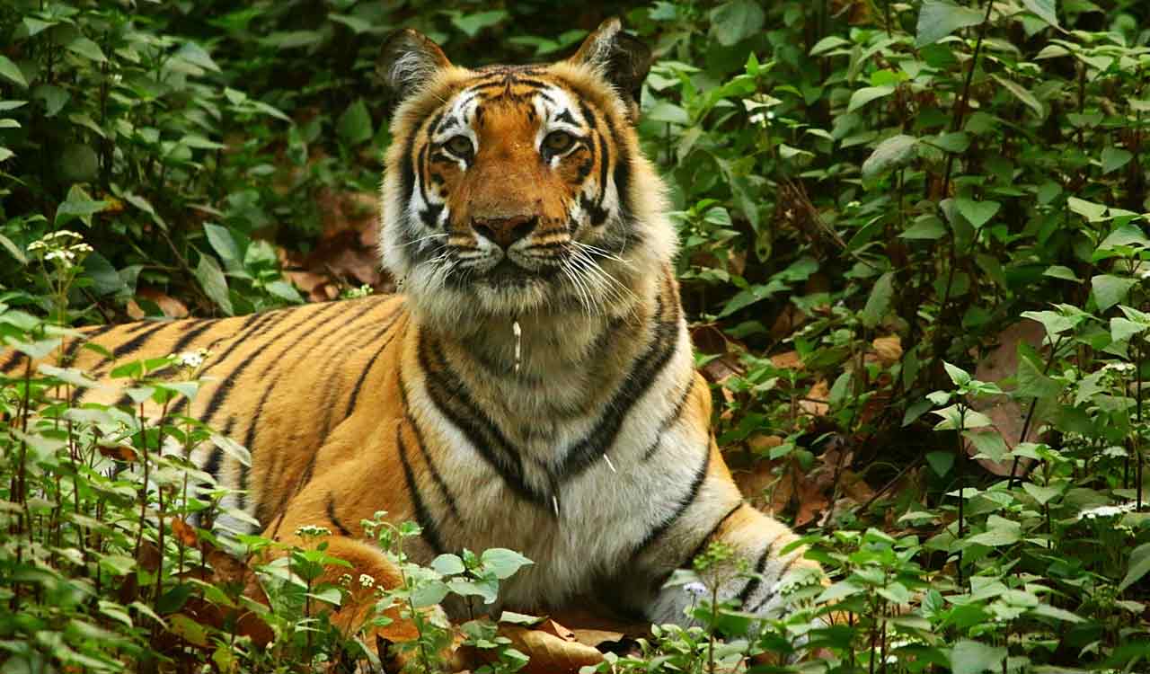 Rising tiger numbers a threat to humans around Bihar’s Valmiki reserve ...