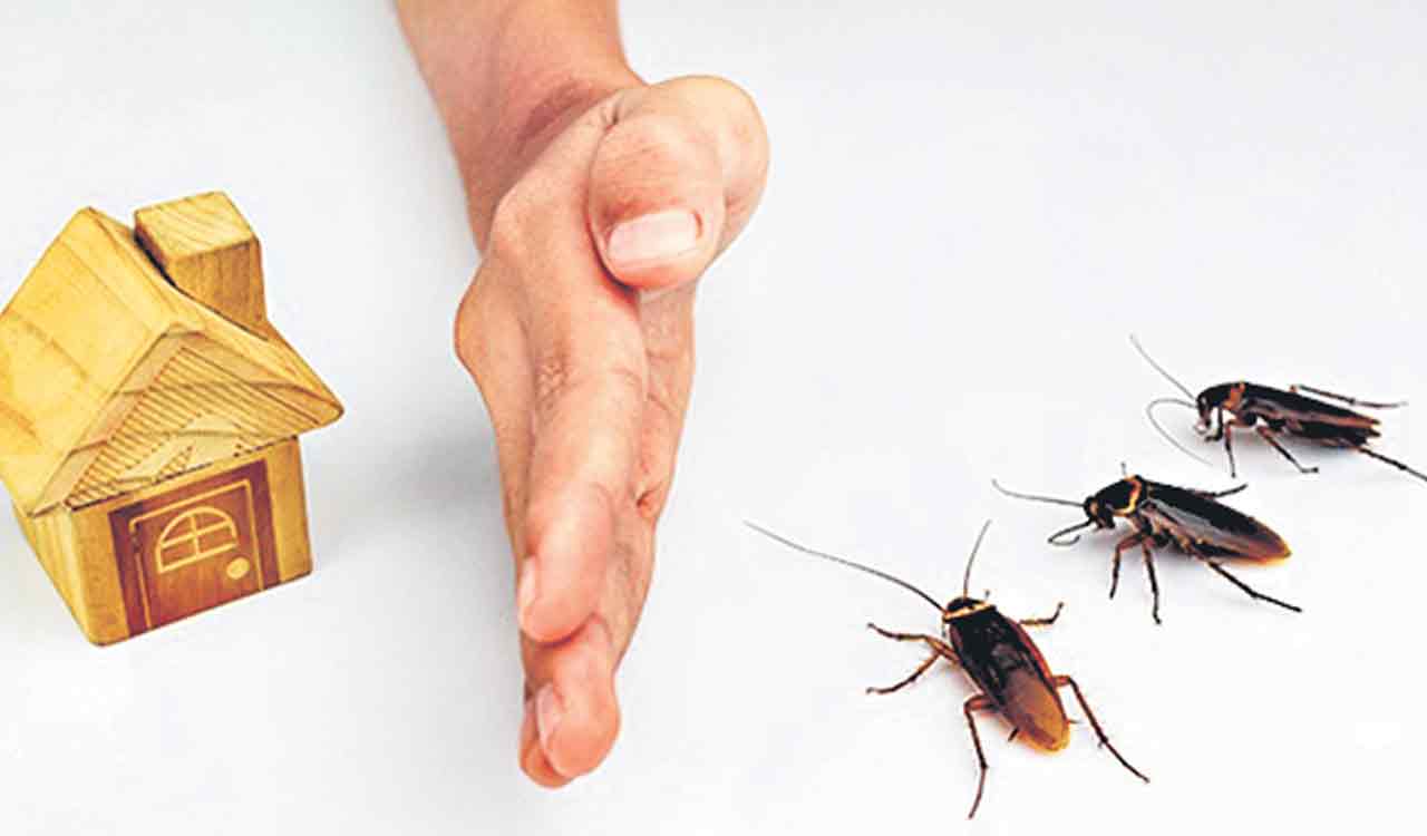 Getting rid of roaches, rodents in 5 simple ways